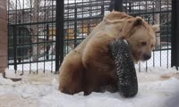 Медведь Памир проснулся и занялся физкультурой