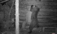 Медведь хозяйничает в избушке Саяно-Шушенского заповедника
