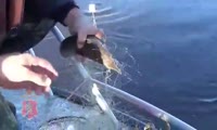 На севере Красноярского края полицейские выпустили в естественную среду обитания рыбу осетровых пород
