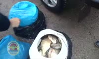 Полицейские вблизи Дивногорска задержали трех мужчин, которые незаконно добыли рыбу белых пород