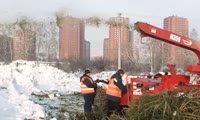 Утилизация отслуживших новогодних деревьев