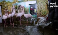 Фламинго Гриша в Роевом ручье