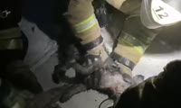 Назаровские пожарные реанимируют пострадавших на пожаре собаку и кота