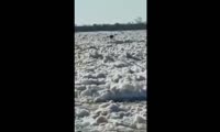Лось на льдине