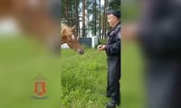 Железногорские полицейские помогли сбежавшей лошади вернуться к хозяину невредимой