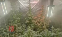 В Норильске полицейские задержали «плантатора», выращивающего коноплю в домашней теплице