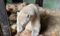 Белый медведь ждет приема невролога