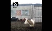 Условия содержания коров на одной из ферм Балахтинского района