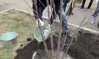 Михаил Котюков садит деревья на Судостроительной