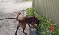 Розыск преступника в Ачинске с собакой