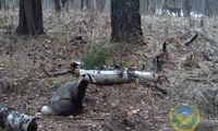 Барсук попал на камеру фотоловушки