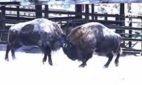 Февральские «бодания» у самок зубров в «Роевом ручье»