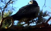 На юге Красноярского края чёрный коршун исполнил нежную трель