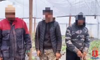 Миграционный рейд на территории тепличных комплексов в Емельяновском округе 