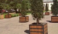 Пальмы и туи вывозят в город