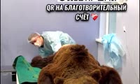 Спасенному под Красноярском медведю Кузе провели экстренную операцию