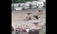 Стая собак пугает жителей красноярского микрорайона Пашенный