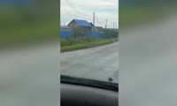 Инспекторы ДПС преследуют медведя в Емельяново