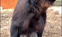 Опекуны рассказали о состоянии медведя Кузи из Красноярска