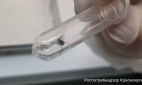 Клещи продолжают нападать на людей в Красноярском крае