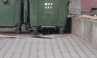 Нашествие крыс Красноярск