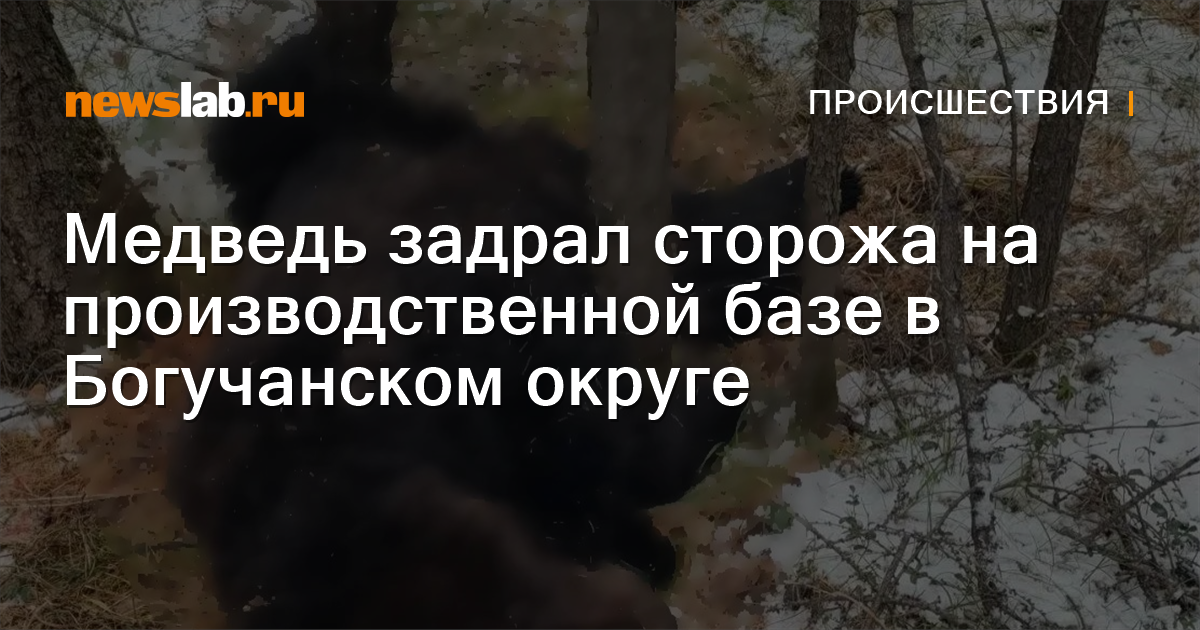 Bear kills guard at industrial site near Boguchany in Russia