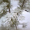 Синоптики пообещали Красноярску теплую и снежную зиму
