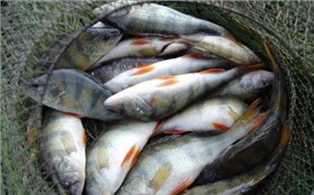 И рыбку съесть, и штраф получить