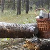 Жителей Красноярского края попросили не ездить в выходные в лес 