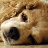 С красноярской гостиницы для животных взыскали 20 тыс. рублей за искалеченного пса 