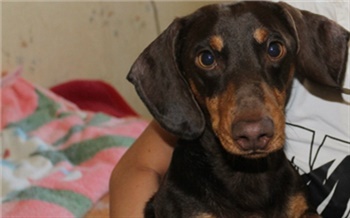 Уличные кошки и псы останутся на улице