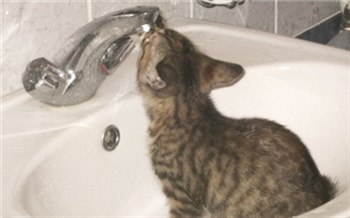 Сезон сухих труб