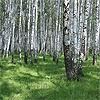 В Березовой роще Красноярска появятся именные деревья
