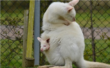 Слинготанцы: стройная мама, довольный малыш