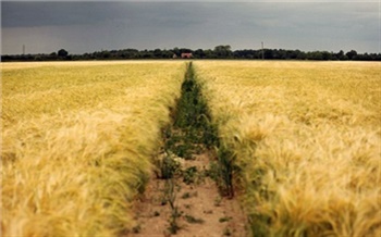 Хлеб дороже нефти и золота
