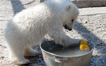 Николай Кулаков: «C животными легче, чем с людьми»