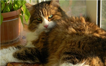 Тепло для частника