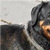 Полиция в Красноярске ищет хозяина напавшей на прохожего бойцовской собаки