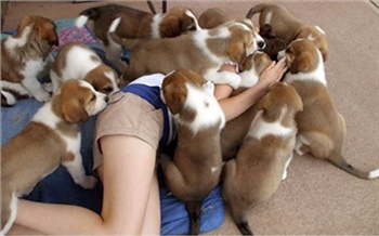 Кто полюбит бродячих собак 