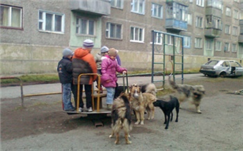 Как избавиться от бездомных животных