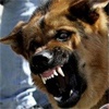 В Красноярске полицейский застрелил набросившуюся на него собаку