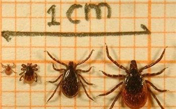 Клещи идут в Красноярск