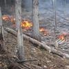 В Саяно-Шушенском заповеднике несколько дней тушили пожар