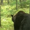 На красноярских «Столбах» пересчитали медведей
