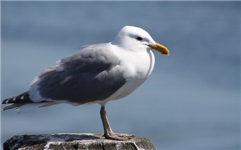 Депутаты — «чайки» туруханские