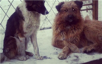 Красноярск заполонят собаки