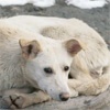 Власти нашли 5 млн рублей на борьбу с бродячими собаками в Красноярске