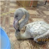 Найденного в Эвенкии замерзшего фламинго попробуют выходить в Красноярске