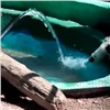 Выдра и норка из «Роева ручья» открыли купальный сезон (видео)