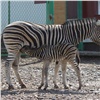 В красноярском зоопарке на свет появились детеныши зебры